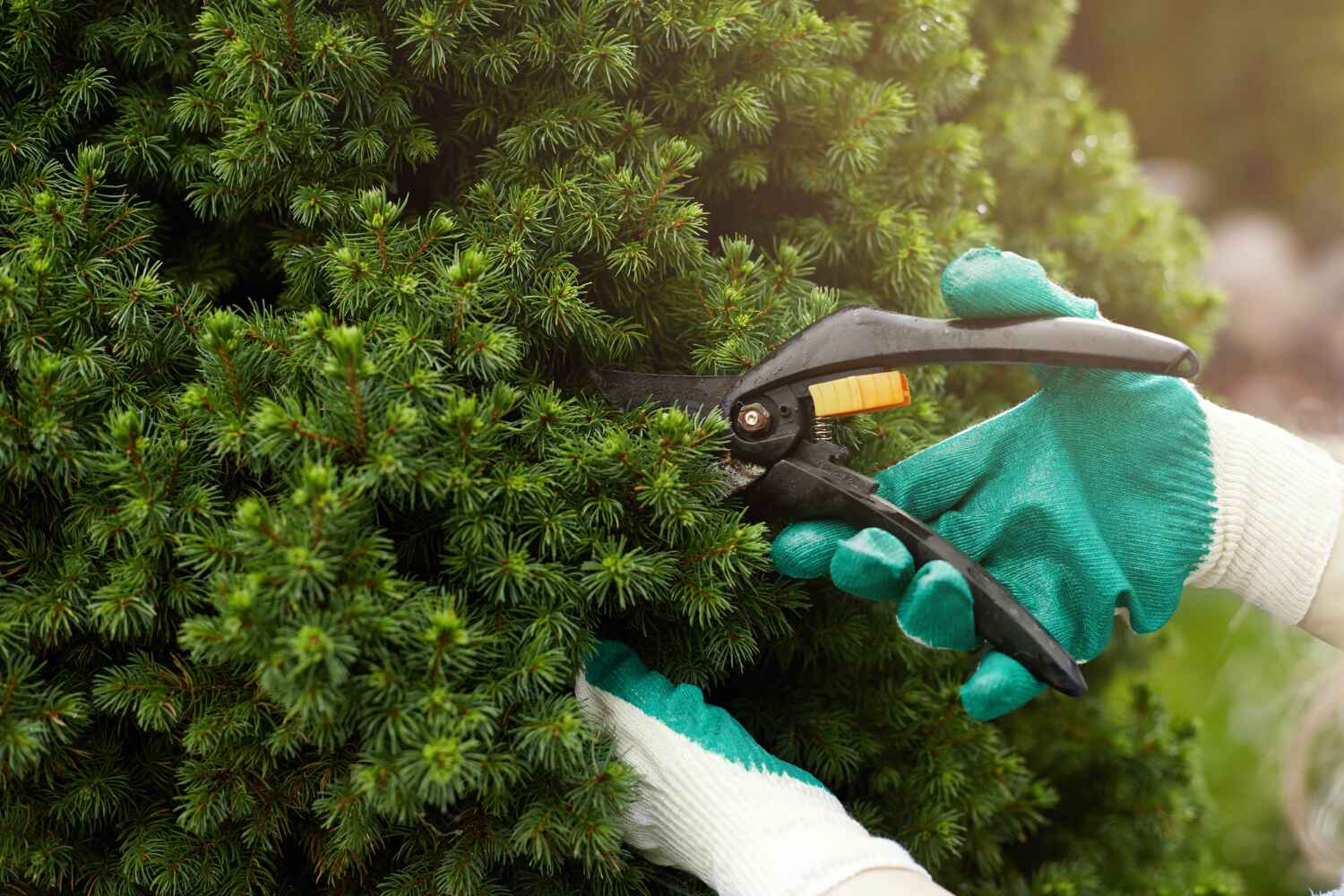 Professional Tree Service in Uvalde Estates, TX